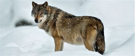 Steckbrief Wolf Deutsche Wildtier Stiftung