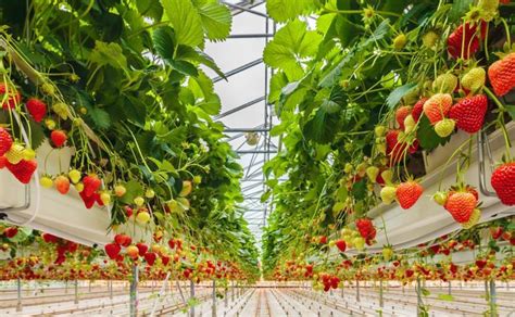 Indian Greenhouse Project Takes Shape Article Fruitnet