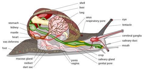 Animals: Invertebrates | Organismal Biology