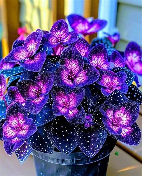 Pin By Dhafer Shamsuldeen On Flowers In Unusual Flowers