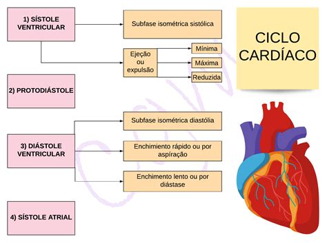 Mapa Conceptual Del Ciclo Cardiaco Ciclo Cardiaco Porn The Best Porn