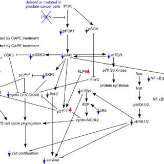 Putative Model Of Anti Cancer Effect Of Cape In Human Prostate Cancer