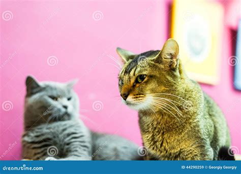 Two Angry Cats Stock Photo - Image: 44290259