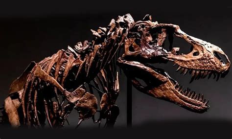 Gorgosaurus Fossil Could Bring $8 Million From Auction