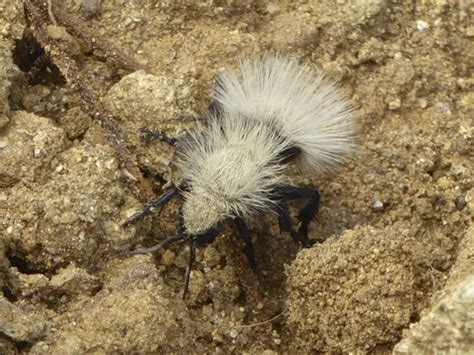 Sacken S Velvet Ant Dasymutilla Sackenii Inaturalist