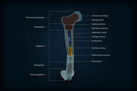 ANATOMY-OF-THE-BONE – Denise Moriama