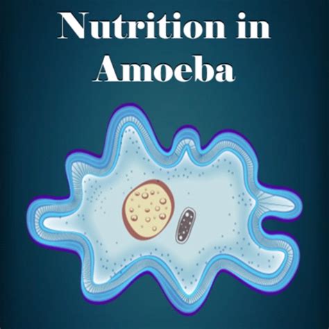 Nutrition In Amoeba By Sunil Christian