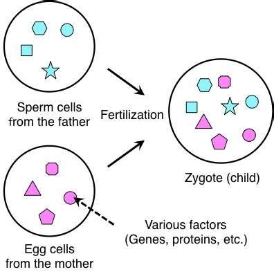 Zygote | Definition, Formation and Examples