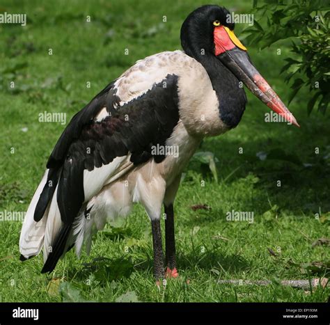 Male West African Saddle-billed stork (Ephippiorhynchus senegalensis ...