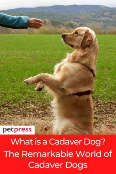 What is a Cadaver Dog? The Remarkable World of Cadaver Dogs