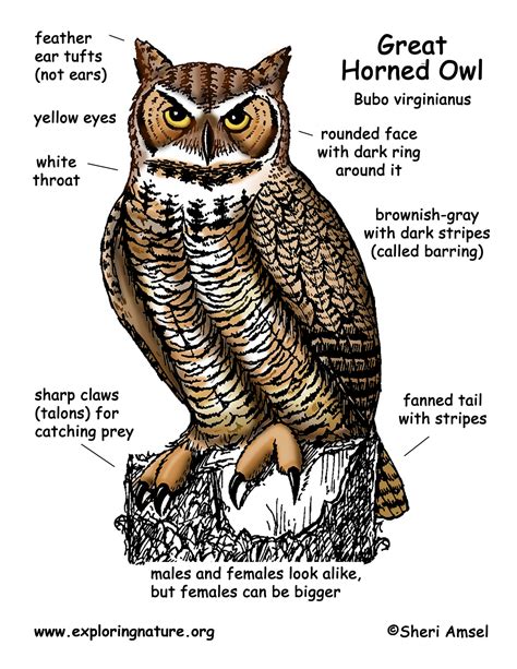 Labelled Diagram Of An Owl