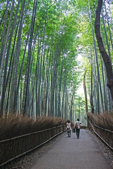 bamboo-grove-kyoto | The Culture Map