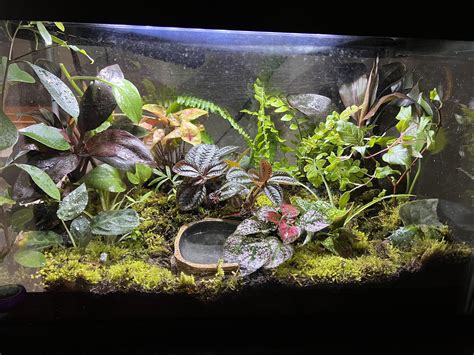 663 Best R Vivarium Images On Pholder Was Told This Belongs Here