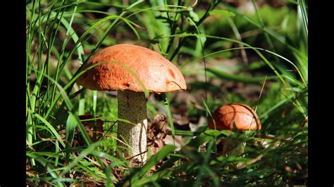 Видеоурок по теме "Царство грибы" - YouTube