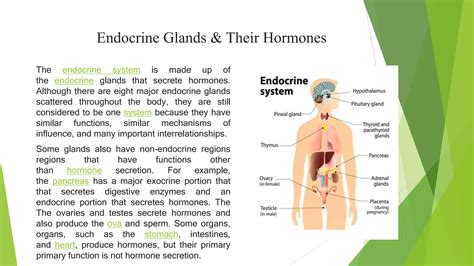 Endocrine Glands And Their Hormonespptx