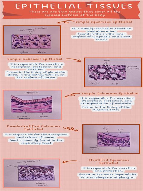 Epithelial Tissues | PDF | Epithelium | Anatomy 