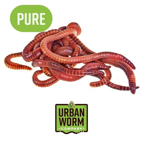 Pure Red Wiggler Composting Worms Urban Worm Company