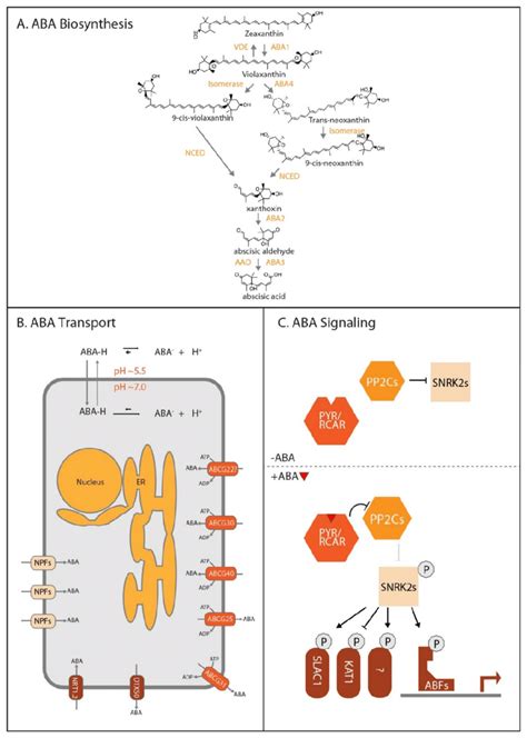 Aba Biosynthesis Transport And Signaling A Aba Biosynthesis Aba