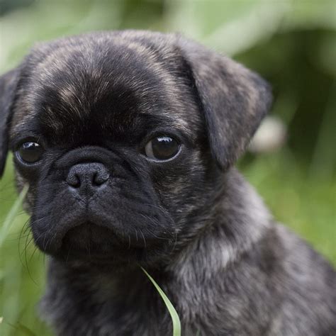 Albino Pugs Rare Little Pugs Will Steal Your Heart Kooky Pugs
