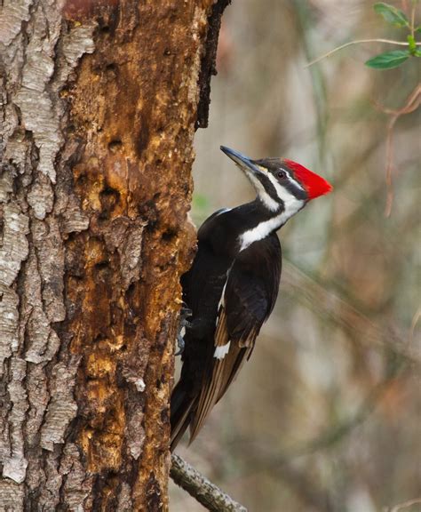 Woodpecker Free Stock Photo - Public Domain Pictures