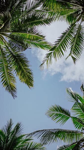 Palm Tree Branches Sky Plant Green Hd Phone Wallpaper Peakpx