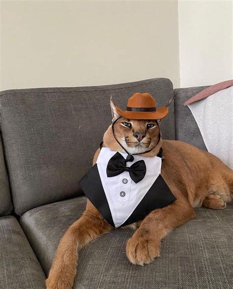 a cat wearing a tuxedo sitting on a couch