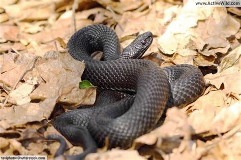 Melanistic Animals Pictures & Facts, What Is Melanism In Animals ...