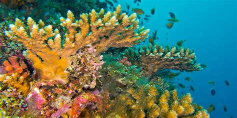 Premium Photo Coral Reef South Ari Atoll Maldives