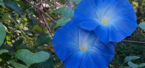 How To Plant Morning Glory In A Hanging Basket 10 Effective Tips