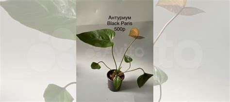 Антуриум Black Paris купить в Рязани | Товары для дома и дачи | Авито