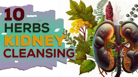 10 Herbs For Kidney Cleansing Youtube