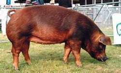 Duroc pig - Alchetron, The Free Social Encyclopedia