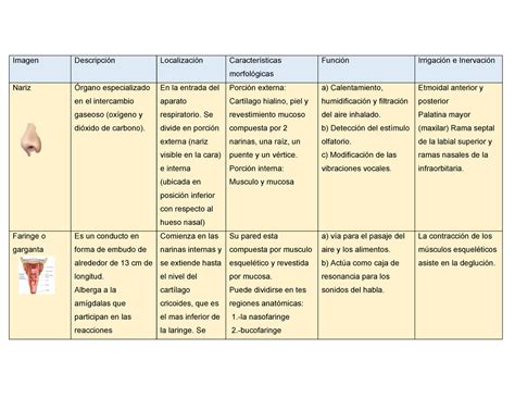 Cuadro Comparativo Del Sistema Respiratorio Kulturaupice Porn Sex Picture