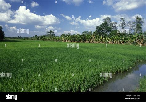 asia vietnam mekong delta rice field stock photo alamy