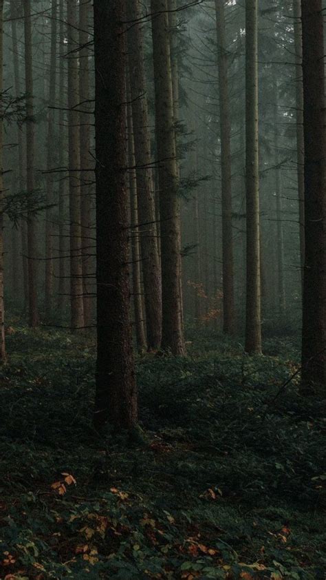 dark forest | wallpaper | TVD inspired wallpaper | dark aesthetic ...