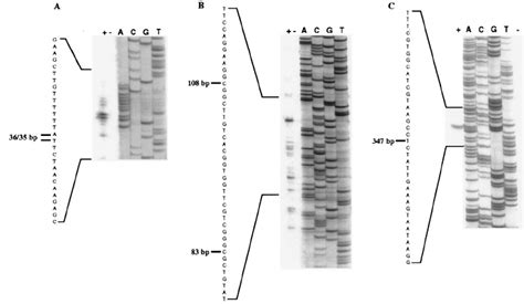 Mapping Of The Transcriptional Start Points Located Upstream Of Ipba1 Download Scientific