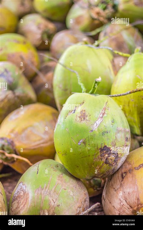 Group Of Green Coconuts Stock Photo Alamy