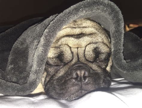 Sleeping : r/pugs