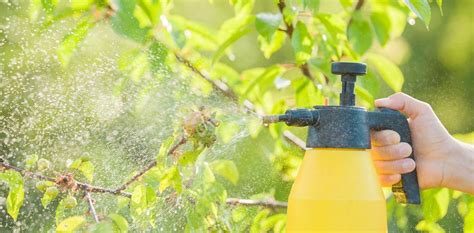 Como Hacer Insecticida Casero De Forma Fácil Los 3 Más Efectivos