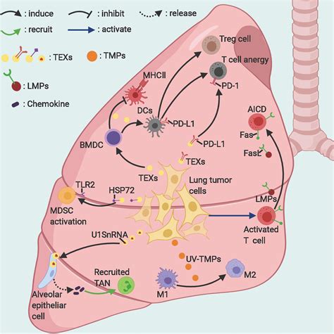 Frontiers Immunoregulatory Roles Of Extracellular Vesicles And