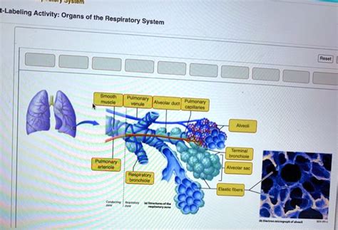 SOLVED Respiratory System Labeling Activity Organs Of The Respiratory