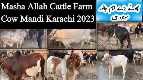 Masha Allah Cattle Farm Cow Mandi Karachi Sohrab Goth Updates Cow