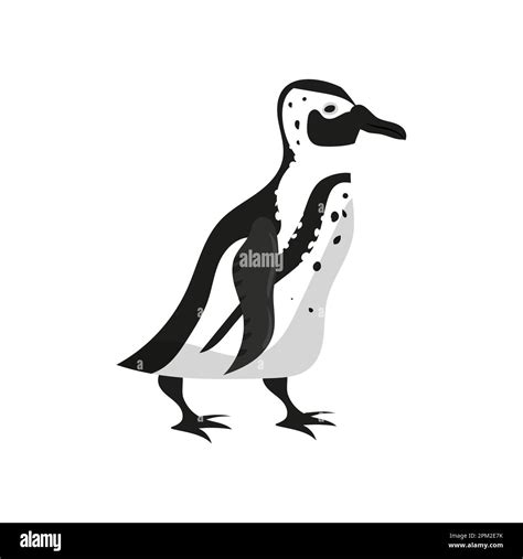 Penguin bird black white color. Vector illustration cartoon style Stock