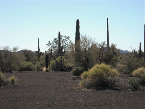 Comunidad Vegetal En El Pinacate Reserva De La Biosfera Flickr