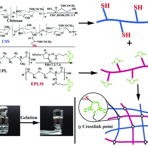 A Schematic Diagram Showing The Preparation Process Of Chitosan Silica Download Scientific