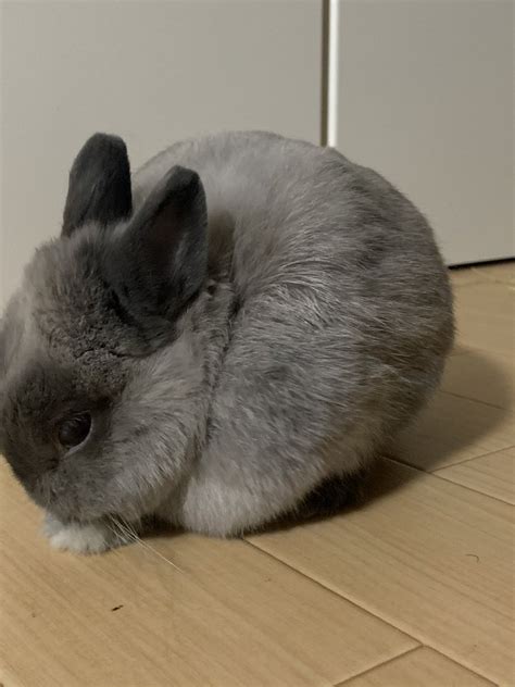 Pussy Destroyer on Twitter RT ZgcevAv おはようございまふあさまるちゃん ネザーランドドワーフ