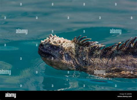 A Marine Iguana Amblyrhynchus Cristatus Swimming On The Surface Of