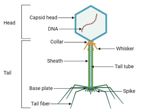 Life Cycle Of Bacteriophage Lytic Cycle Lysogenic Cycle Induction