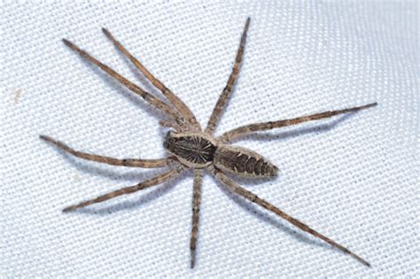 Araña Lobo De Tela De Embudo Sosippus Californicus · Naturalista Colombia