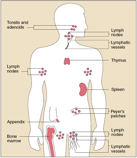 Immune System Diagrams - Immune System